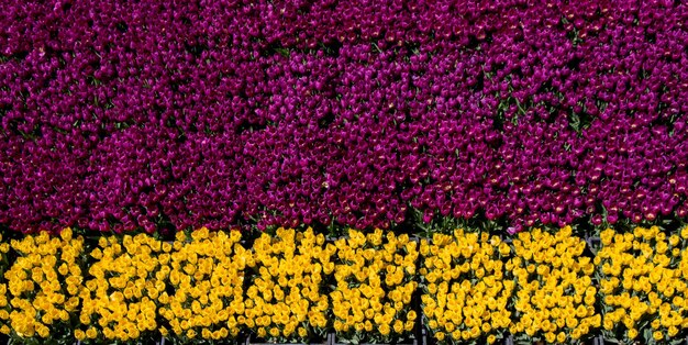 Tulipes en fleurs au printemps