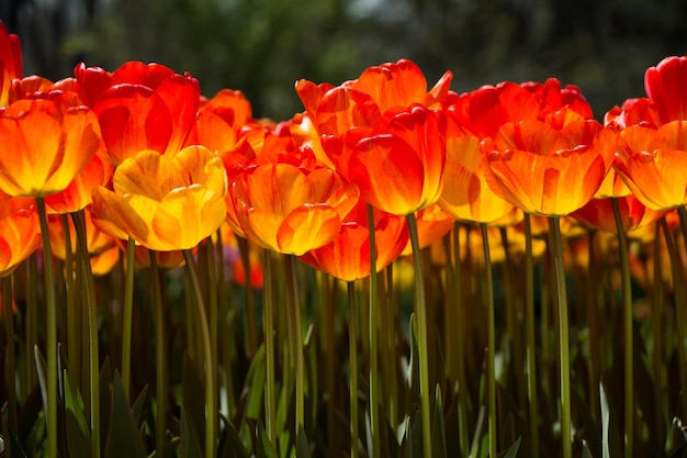 Tulipes en fleurs au printemps