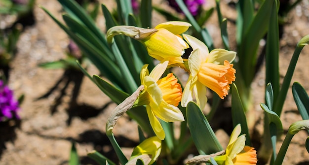 Tulipes en fleurs au printemps