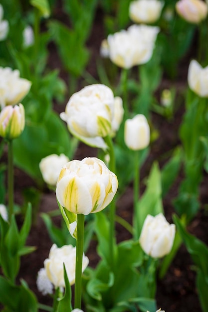 Tulipes fleurs blanc gros plan macro photographie mise au point sélective
