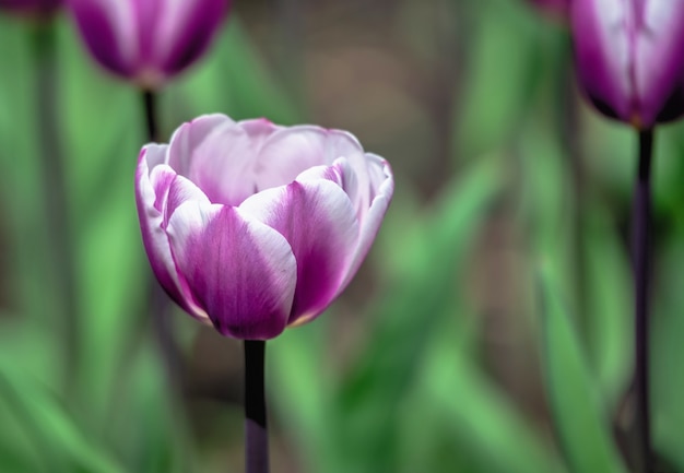 Tulipes en fleurs dans l'arboretum de Kropyvnytskyi par une journée de printemps ensoleillée