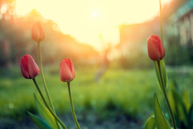 Tulipes en fleurs dans le parc en journée ensoleillée