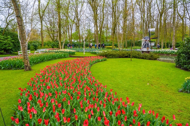 Tulipes en fleurs dans le parc Keukenhof Lisse Holland Pays-Bas