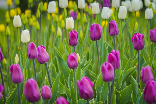 Tulipes en fleurs dans le parterre de fleurs