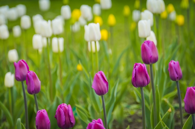 Tulipes en fleurs dans le parterre de fleurs