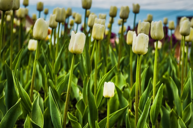 Tulipes en fleurs dans le parterre de fleurs