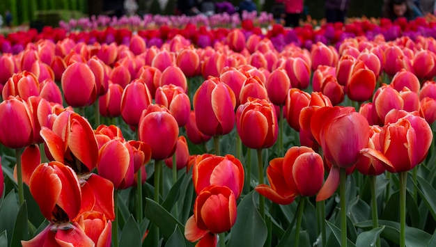 Tulipes en fleurs à Keukenhof, le plus grand parc de jardins fleuris au monde