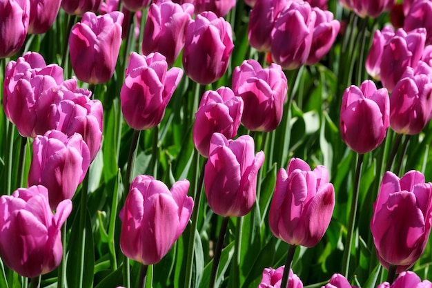 Tulipes en fleurs lilas lumineuses