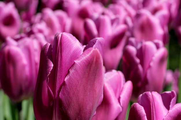 Tulipes en fleurs lilas lumineuses