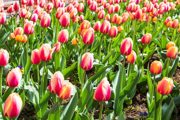 Photo tulipes en fleurs sur pearl street mall, boulder, colorado.