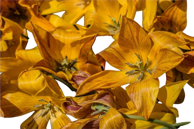 Tulipes de fleurs de printemps isolés sur fond blanc collection florale