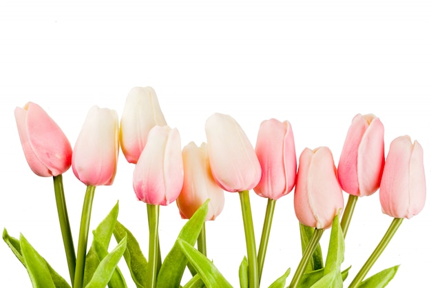 Tulipes De Fleurs De Printemps Rose