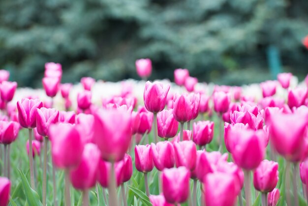 Tulipes de fleurs roses dans le beau parc vert