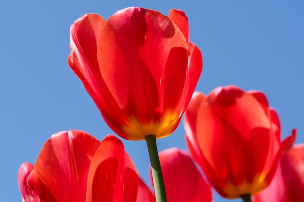 Tulipes en fleurs rouge vif