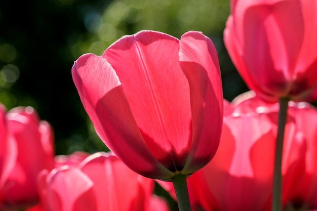 Tulipes en fleurs rouge vif