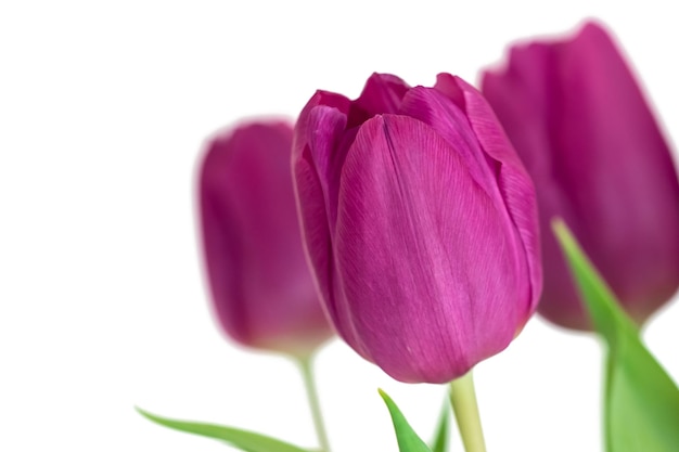 Tulipes fleurs violettes isolés sur fond blanc