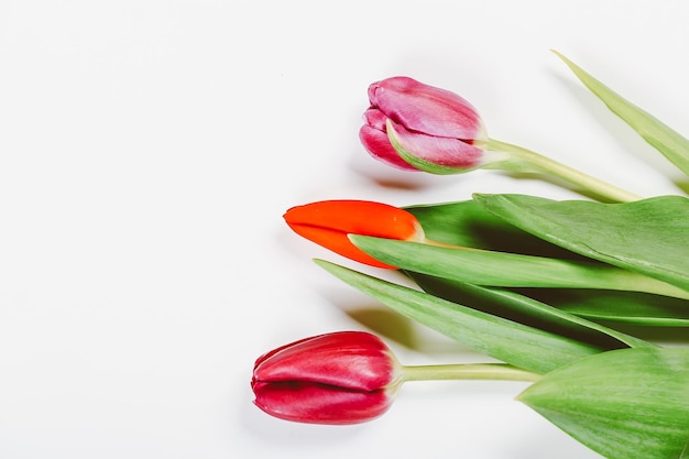 Tulipes sur fond blanc Fleurs de printemps