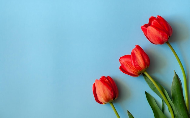 tulipes sur fond bleu tulipes rouges