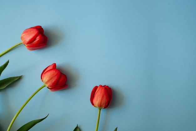 tulipes sur fond bleu tulipes rouges