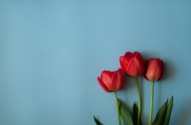 tulipes sur fond bleu tulipes rouges