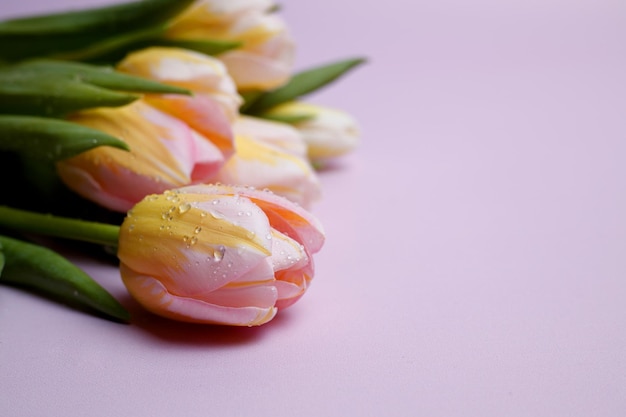 Tulipes sur fond bleu