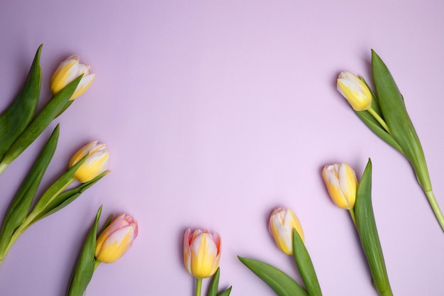 Tulipes sur fond bleu