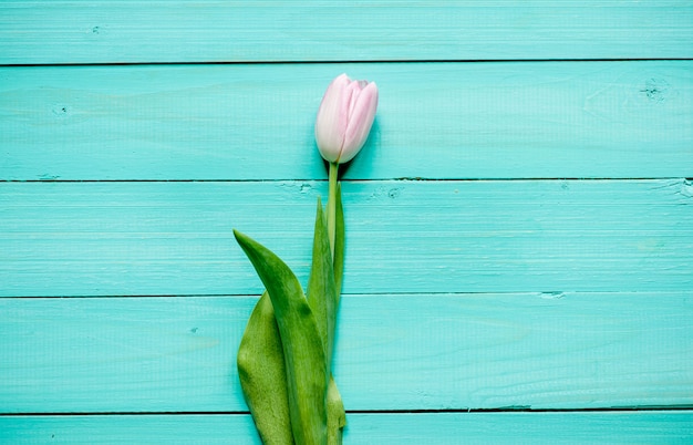 tulipes sur un fond en bois, avec copie espace pour votre texte.