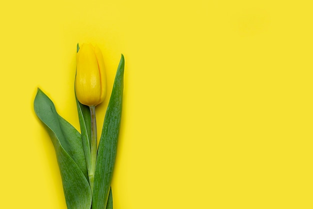 tulipes sur fond jaune