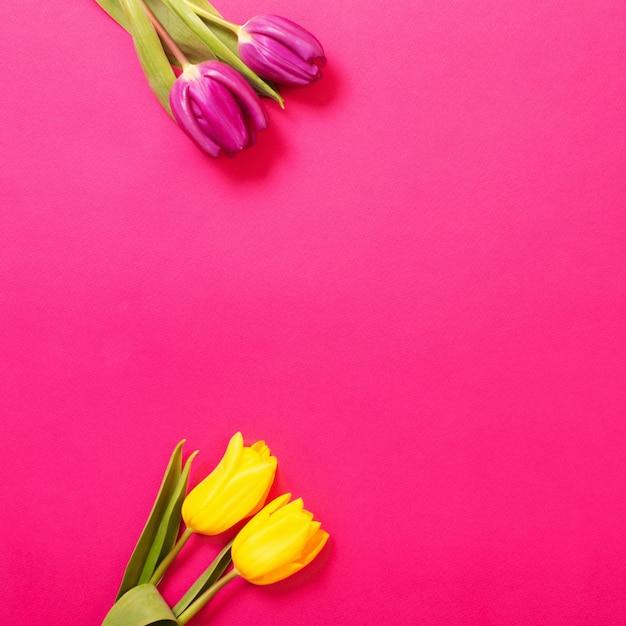 Tulipes sur fond de papier de couleur