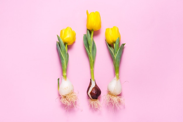 Tulipes fraîches avec ampoule sur fond rose