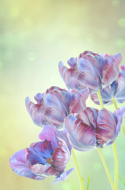 Tulipes fraîches bleues dans le jardin