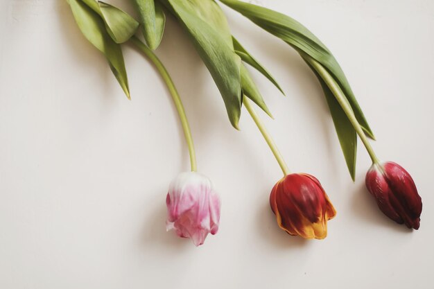 Tulipes fraîches colorées sur fond blanc