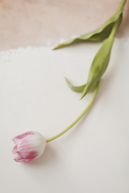 Tulipes fraîches colorées sur fond blanc