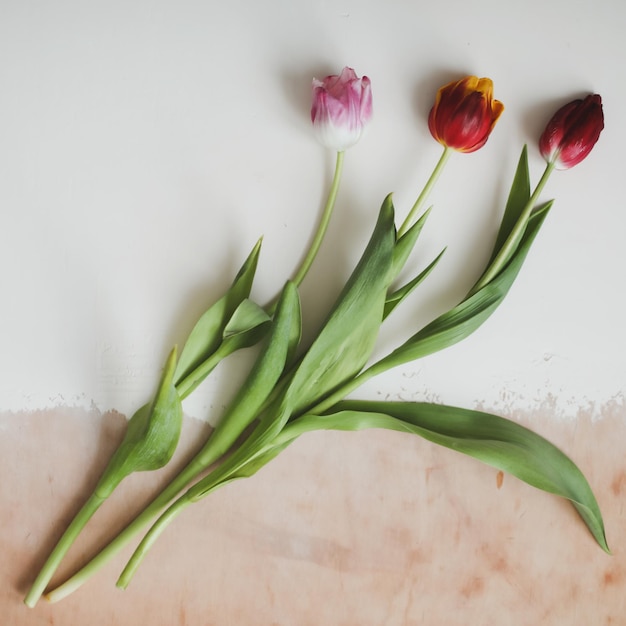 Tulipes fraîches colorées sur fond clair