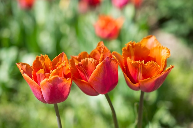 Tulipes fraîches de couleur orange dans la nature au printemps