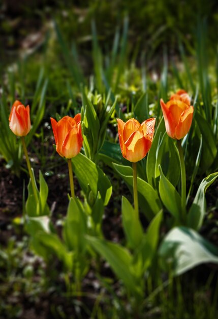 Tulipes fraîches dans le jardin, beau bouquet de tulipes.