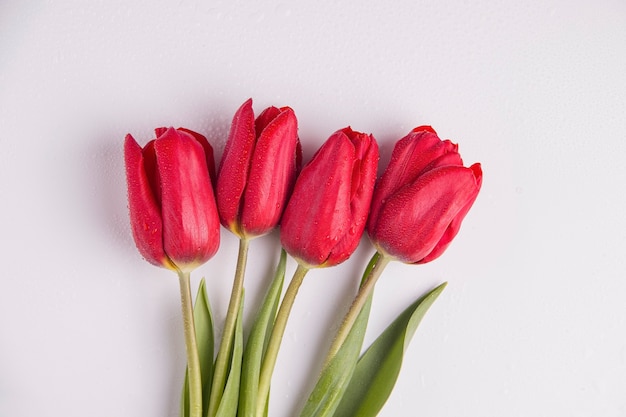 Tulipes fraîches sur fond blanc. Vue d'en-haut