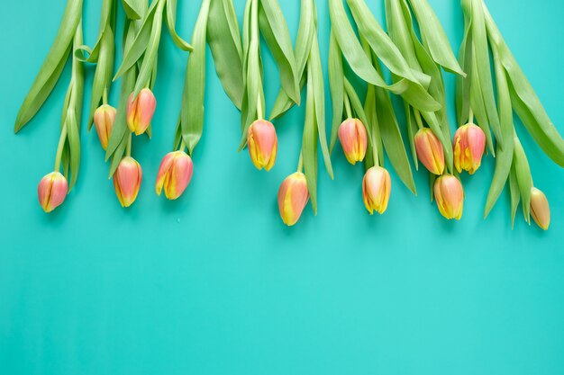 Tulipes fraîches jaune-rouge sur fond de menthe. Concept de vacances