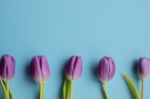 Tulipes fraîches de printemps sur fond bleu pour la carte de voeux de la Saint-Valentin pour la fête des mères