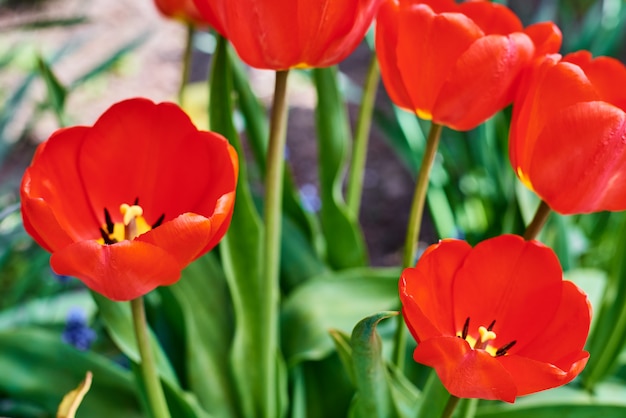 Tulipes fraîches rouges qui fleurissent dans le jardin, se bouchent. Concept de printemps et d'été