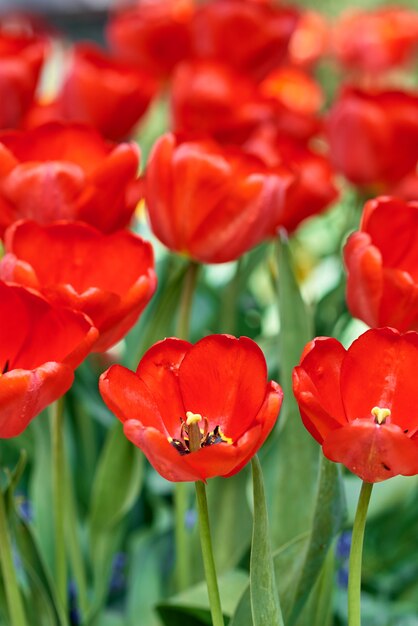 Tulipes fraîches rouges qui fleurissent dans le jardin