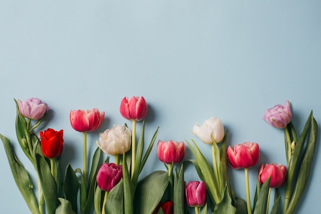 Tulipes fraîches sur une table blanche