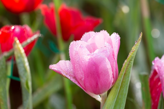 Tulipes avec des gouttes de pluie.