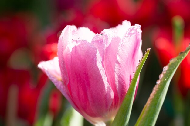 Tulipes avec des gouttes de pluie.