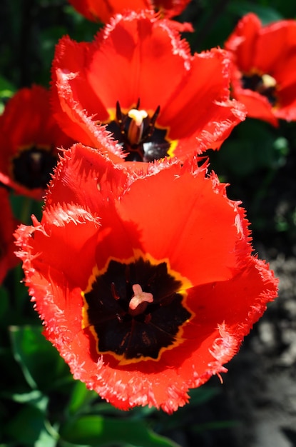 Tulipes gros plan Fleurs rouges Tulipes dans le jardin