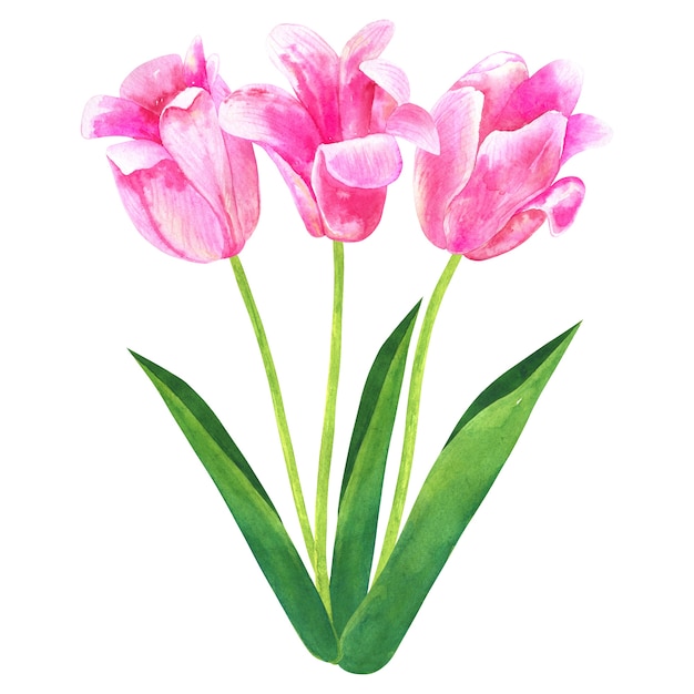 Tulipes. Illustration vectorielle dessinés à la main. Croquis d'encre monochrome noir et blanc. Dessin au trait. Isolé. Coloriage