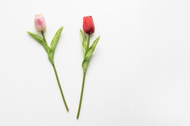 Tulipes isolées sur blanc. Fleurs rouges et blanches.