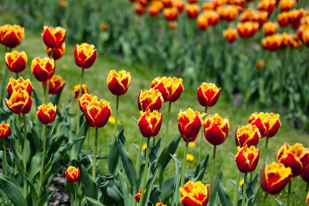 tulipes isolées sur fond blanc