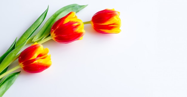 Tulipes jaune rouge sur fond blanc