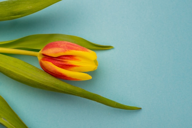 tulipes jaune-rouge avec une tige verte sur fond bleu vif